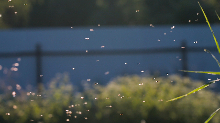Read more about the article Make Midges History This Summer￼