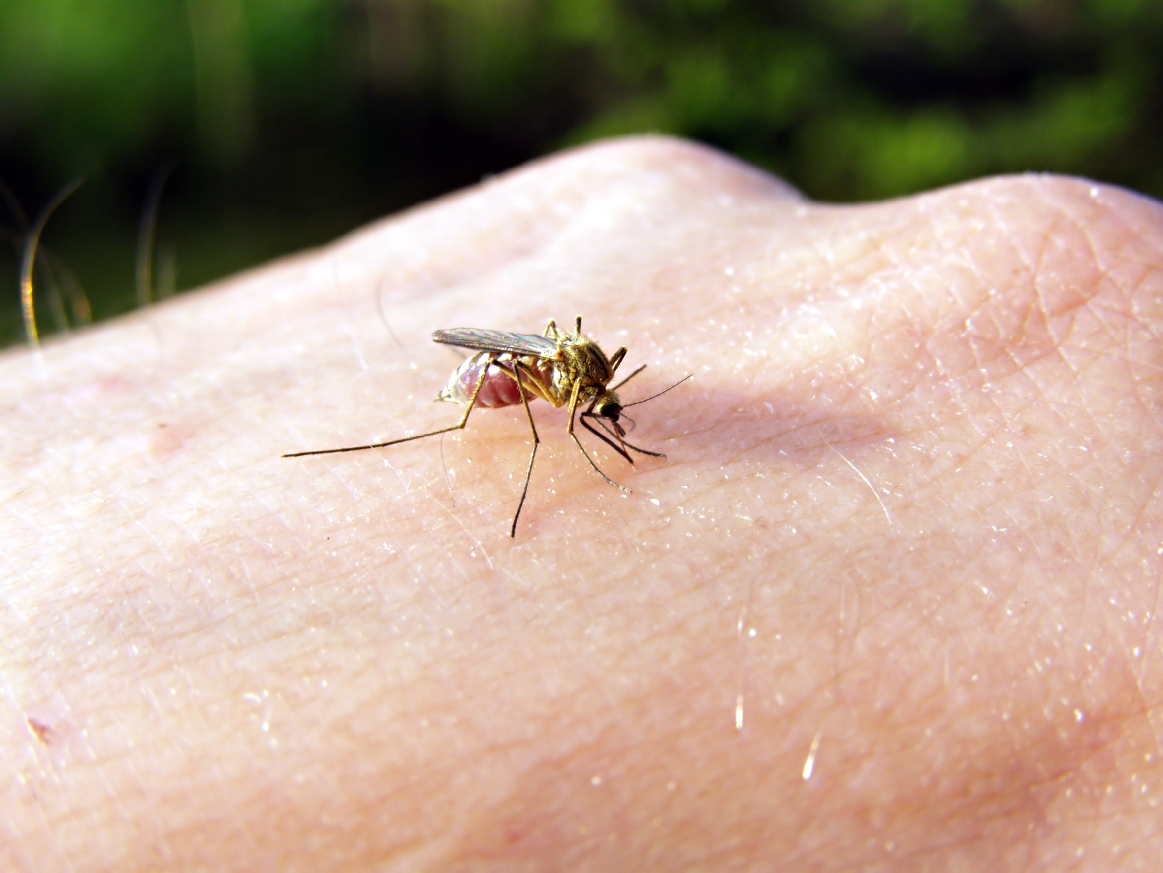 You are currently viewing Why Biting Midges Are Not Just a Scottish Problem